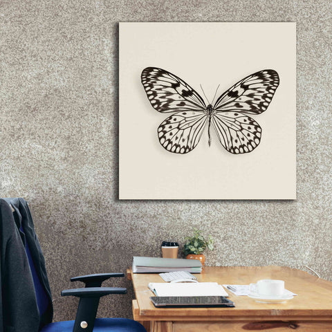 Image of 'Butterfly V B&W' by Debra Van Swearingen, Canvas Wall Art,37 x 37
