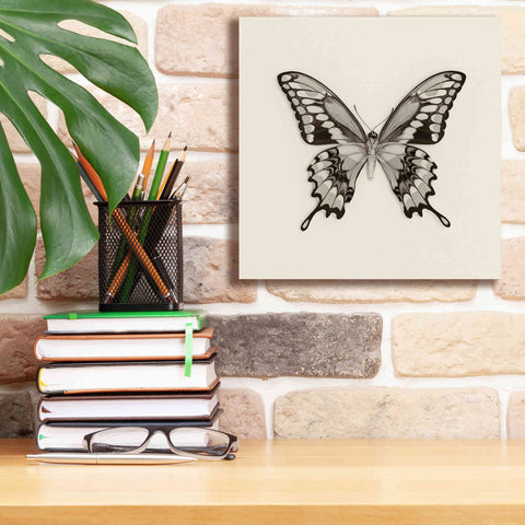 Image of 'Butterfly VI B&W' by Debra Van Swearingen, Canvas Wall Art,12 x 12