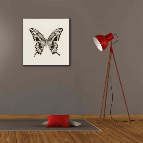 Image of 'Butterfly VI B&W' by Debra Van Swearingen, Canvas Wall Art,26 x 26