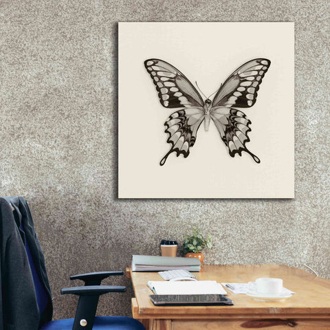 Image of 'Butterfly VI B&W' by Debra Van Swearingen, Canvas Wall Art,37 x 37