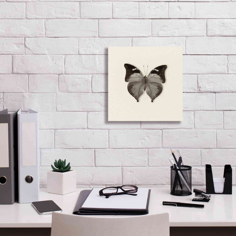 Image of 'Butterfly VII B&W' by Debra Van Swearingen, Canvas Wall Art,12 x 12