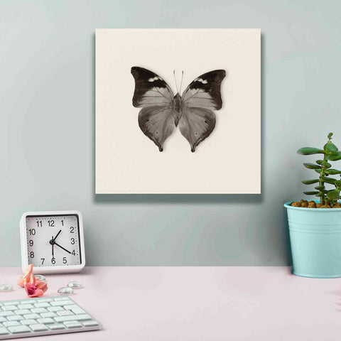 Image of 'Butterfly VII B&W' by Debra Van Swearingen, Canvas Wall Art,12 x 12