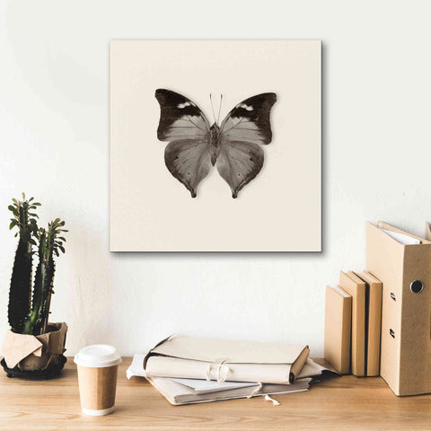 Image of 'Butterfly VII B&W' by Debra Van Swearingen, Canvas Wall Art,18 x 18
