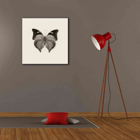 Image of 'Butterfly VII B&W' by Debra Van Swearingen, Canvas Wall Art,26 x 26