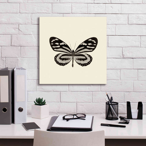 Image of 'Butterfly VIII B&W' by Debra Van Swearingen, Canvas Wall Art,18 x 18
