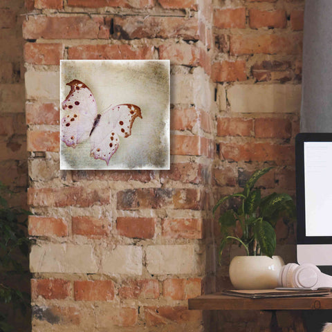 Image of 'Floating Butterfly II' by Debra Van Swearingen, Canvas Wall Art,12 x 12