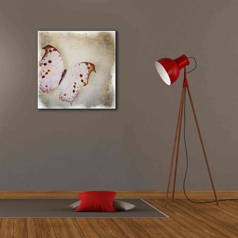 Image of 'Floating Butterfly II' by Debra Van Swearingen, Canvas Wall Art,26 x 26