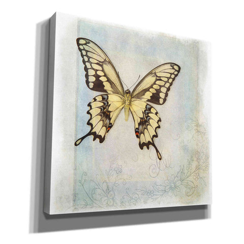 Image of 'Floating Butterfly V' by Debra Van Swearingen, Canvas Wall Art,12x12x1.1x0,18x18x1.1x0,26x26x1.74x0,37x37x1.74x0