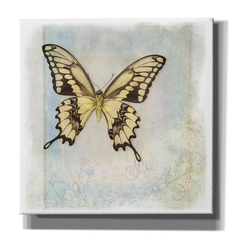 Image of 'Floating Butterfly V' by Debra Van Swearingen, Canvas Wall Art,12x12x1.1x0,18x18x1.1x0,26x26x1.74x0,37x37x1.74x0