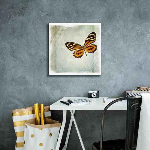 Image of 'Floating Butterfly VI' by Debra Van Swearingen, Canvas Wall Art,18 x 18