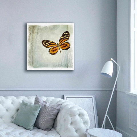 Image of 'Floating Butterfly VI' by Debra Van Swearingen, Canvas Wall Art,37 x 37