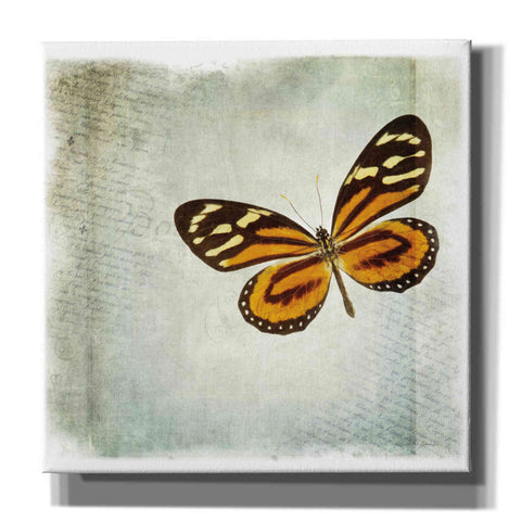 Image of 'Floating Butterfly VI' by Debra Van Swearingen, Canvas Wall Art,12x12x1.1x0,18x18x1.1x0,26x26x1.74x0,37x37x1.74x0
