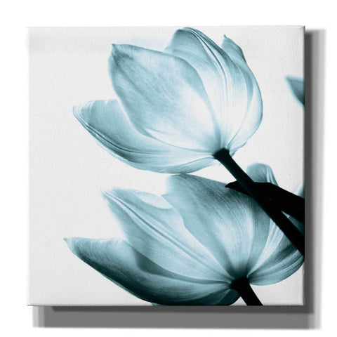 Image of 'Translucent Tulips II Aqua' by Debra Van Swearingen, Canvas Wall Art,12x12x1.1x0,18x18x1.1x0,26x26x1.74x0,37x37x1.74x0