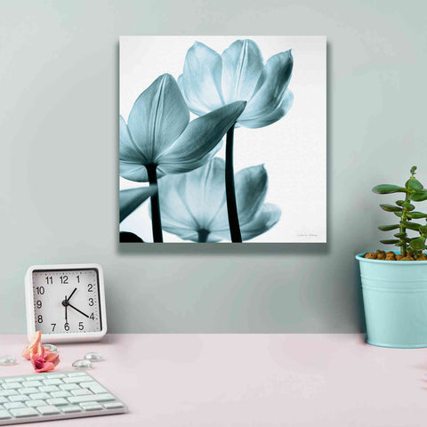 Image of 'Translucent Tulips III Aqua' by Debra Van Swearingen, Canvas Wall Art,12 x 12