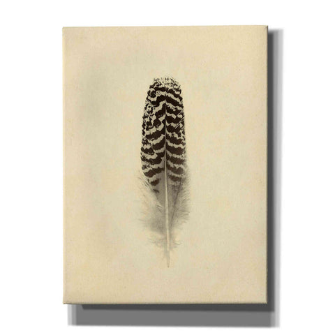 Image of 'Feather I Vintage' by Debra Van Swearingen, Canvas Wall Art,12x16x1.1x0,20x24x1.1x0,26x30x1.74x0,40x54x1.74x0