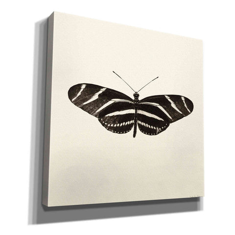 Image of 'Butterfly IX B&W' by Debra Van Swearingen, Canvas Wall Art,12x12x1.1x0,18x18x1.1x0,26x26x1.74x0,37x37x1.74x0