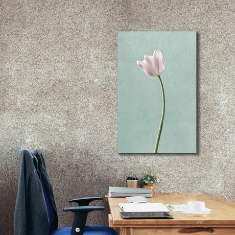 Image of 'Light Tulips I Harbor Gray' by Debra Van Swearingen, Canvas Wall Art,26 x 40