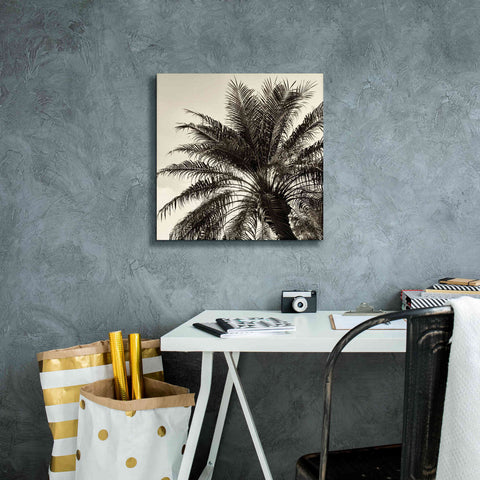 Image of 'Palm Tree Sepia I' by Debra Van Swearingen, Canvas Wall Art,18 x 18