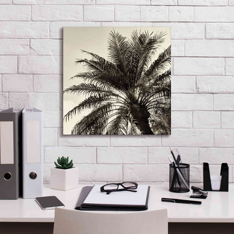 Image of 'Palm Tree Sepia I' by Debra Van Swearingen, Canvas Wall Art,18 x 18