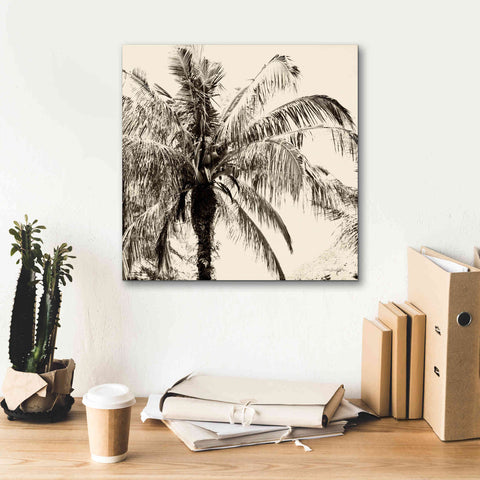 Image of 'Palm Tree Sepia III' by Debra Van Swearingen, Canvas Wall Art,18 x 18