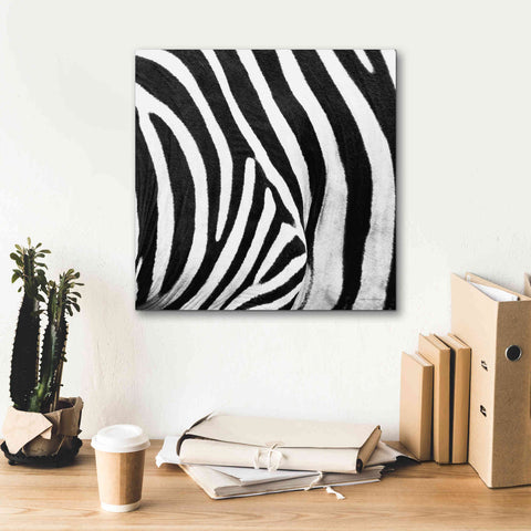 Image of 'Zebra IV' by Debra Van Swearingen, Canvas Wall Art,18 x 18