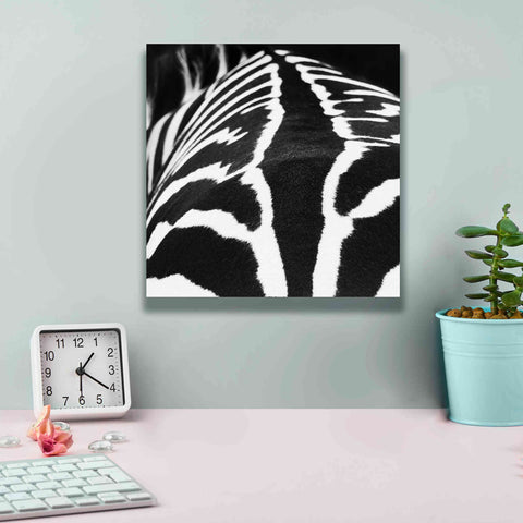 Image of 'Zebra V' by Debra Van Swearingen, Canvas Wall Art,12 x 12