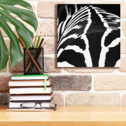 Image of 'Zebra V' by Debra Van Swearingen, Canvas Wall Art,12 x 12