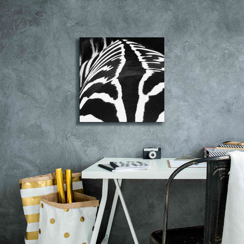 Image of 'Zebra V' by Debra Van Swearingen, Canvas Wall Art,18 x 18