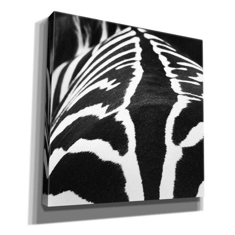 Image of 'Zebra V' by Debra Van Swearingen, Canvas Wall Art,12x12x1.1x0,18x18x1.1x0,26x26x1.74x0,37x37x1.74x0