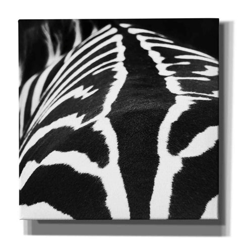 Image of 'Zebra V' by Debra Van Swearingen, Canvas Wall Art,12x12x1.1x0,18x18x1.1x0,26x26x1.74x0,37x37x1.74x0