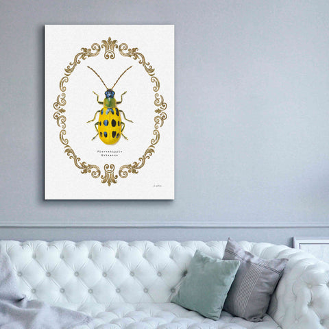 Image of 'Adorning Coleoptera VII' by James Wiens, Canvas Wall Art,40 x 54