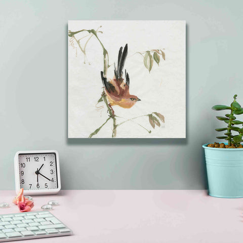 Image of 'Mountain Bush Warbler' by Chris Paschke, Canvas Wall Art,12 x 12
