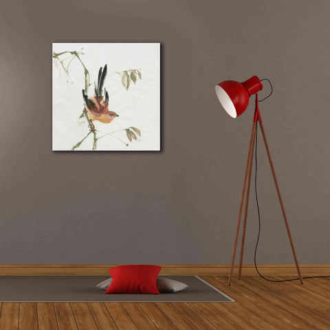 Image of 'Mountain Bush Warbler' by Chris Paschke, Canvas Wall Art,26 x 26