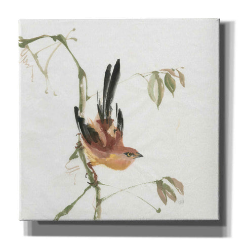 Image of 'Mountain Bush Warbler' by Chris Paschke, Canvas Wall Art