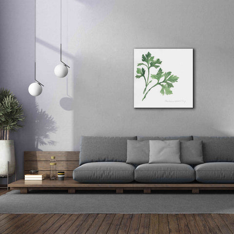 Image of 'Italian Parsley' by Chris Paschke, Canvas Wall Art,37 x 37