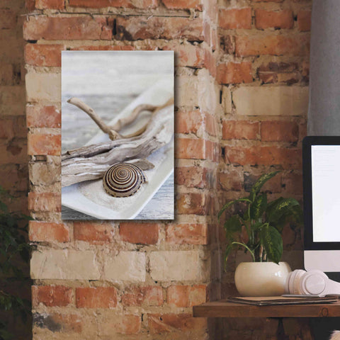 Image of 'Zen Style Driftwood Seashell Still' by Andrea Haase, Giclee Canvas Wall Art,12 x 18