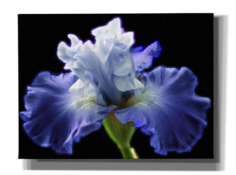 Image of 'Violet Blaze ' by Epic Portfolio, Giclee Canvas Wall Art