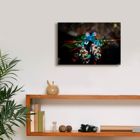 Image of 'Peacock Mantis Shrimp' by Epic Portfolio, Canvas Wall Art,18 x 12