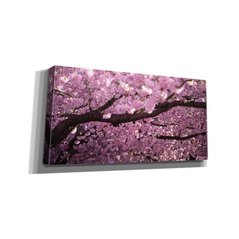 Image of "Cherry Blossom Tree Panorama" by Nicklas Gustafsson Giclee Canvas Wall Art