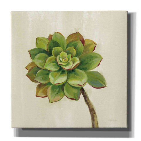 Image of 'Front Yard Succulent IV' by Silvia Vassileva, Canvas Wall Art