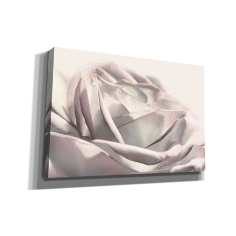 Image of 'Blush Rose II' by Lori Deiter, Canvas Wall Art