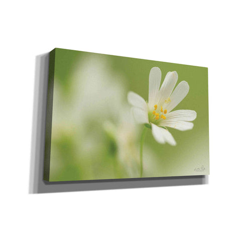 Image of 'Stellaria Holostea' by Martin Podt, Canvas Wall Art