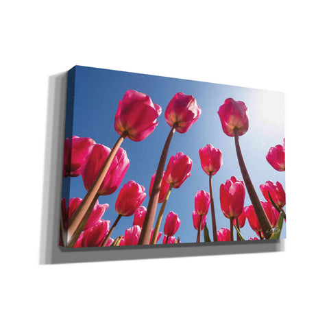 Image of 'Look Up in Pink' by Martin Podt, Canvas Wall Art