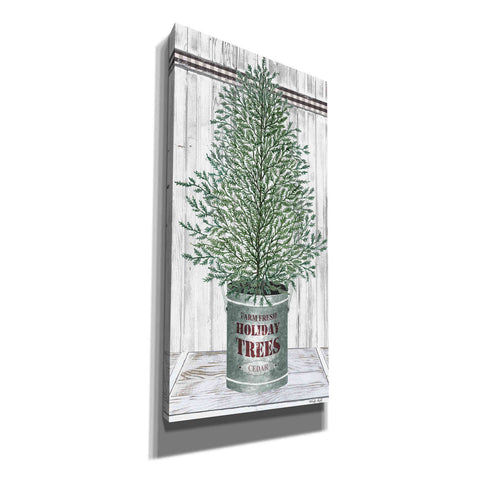 Image of 'Galvanized Pot Cedar' by Cindy Jacobs, Canvas Wall Art