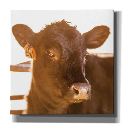 Image of 'Baby Cow I' by Donnie Quillen, Canvas Wall Art