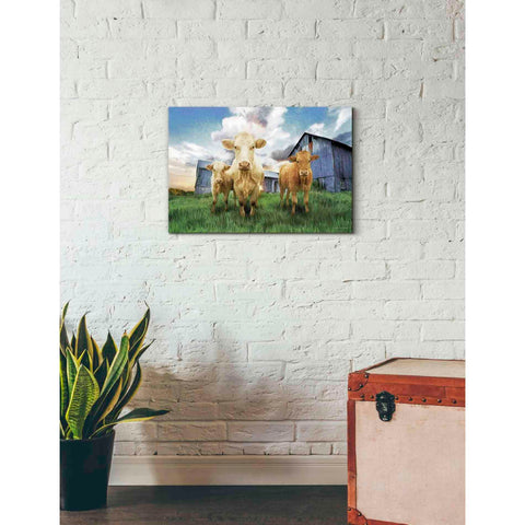 Image of 'Three Curious Calves' by Bluebird Barn, Canvas Wall Art,26 x 18