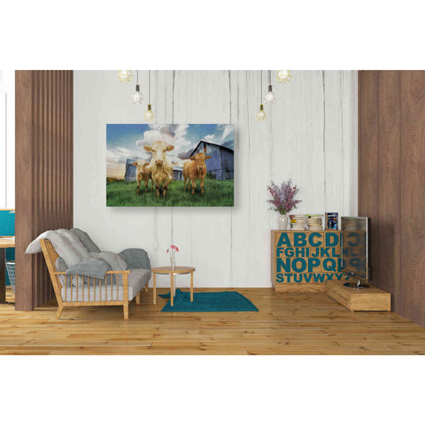 Image of 'Three Curious Calves' by Bluebird Barn, Canvas Wall Art,40 x 26