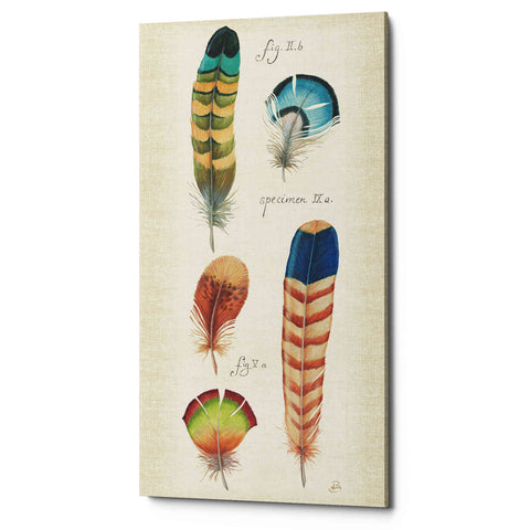 Image of 'Ornithology III Panel' by Daphne Brissonet, Canvas Wall Art