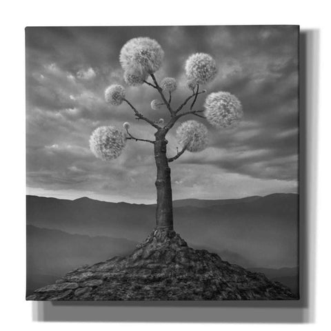 Image of 'Dandelion' by Dariusz Klimczak, Canvas Wall Art