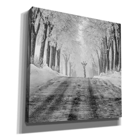 Image of 'Surprise' by Dariusz Klimczak, Giclee Canvas Wall Art